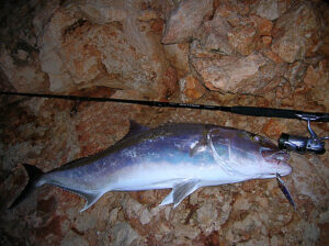 Τεχνική Shore Jigging